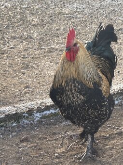 🐓 Prodáváme krásné mladé kohoutky - 2