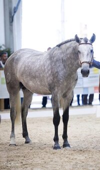 Nadějný Lusitano hřebec - 2