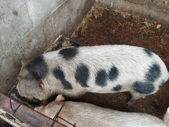 Kanec Kune -kune - 2