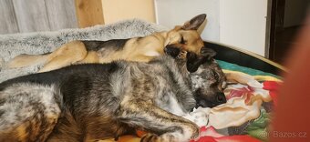 Pohlidám vašeho pejska. Plzeň - 2