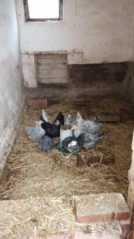 Kohouti 🐓🐓 - 2