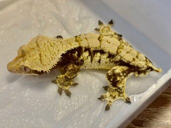 Pagekony řasnatý samec 38g - 2