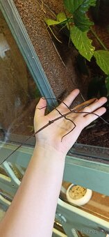 Obří strašilka Ramulus nematodes blue - 2