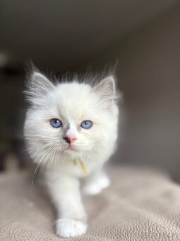 Ragdoll kotě s PP / Ragdoll s PP - 2