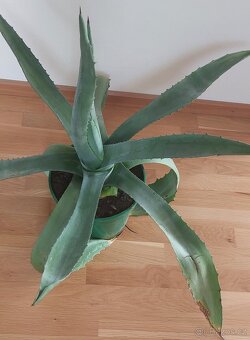 Prodám Agáve,výška-65cm,šířka-90cm.500Kč.Menší za 250 Kč. - 2