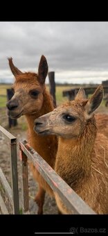 Lama krotká, alpaka - 2