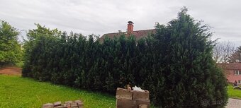 Prodej vzrostlých thují - 2