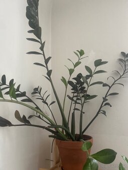Zamioculcas zamiifolia zamiokulkas pokojovka - 2