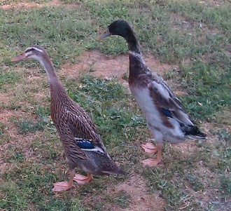 Indický běžec - 2