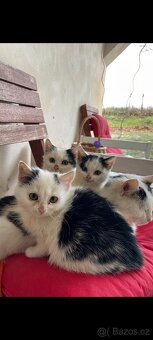 Darujeme koťátka -ihned k odběru ZDARMA - 2