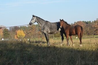 Tiebreak - letošní hřebeček - 2