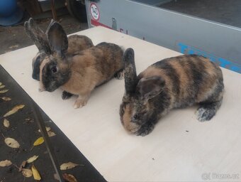 Králíci samice do chovu kříženci Hylla x Massyla - 2