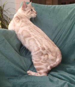 PŘEDBĚŽNÁ REZERVACE LUXUSNÍ Bengálská stříbrná koťáta s PP - 2