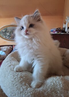 Nádherný kocourci Ragdoll  s pp - 2