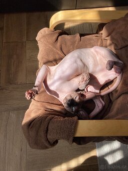 Kanadsky sphynx Balthazar - 2