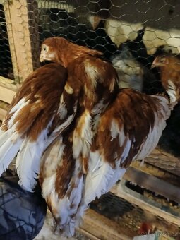 Dominant, slepice, kuřice - 2