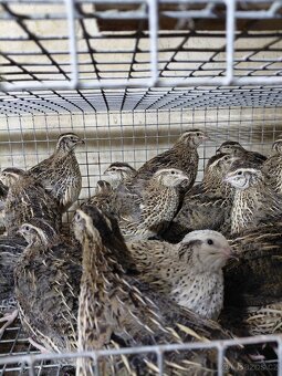 Násadová vajíčka-křepelky - 2