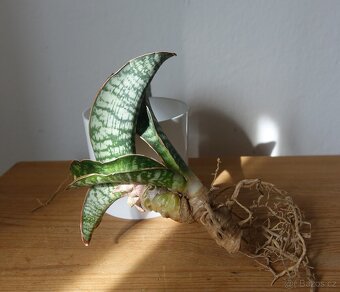 Tchynin jazyk, Sansevieria - 2