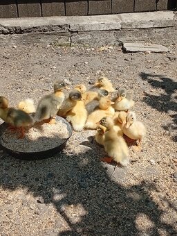 Káčata mix ze dvorku (pekingská x saská) - 2