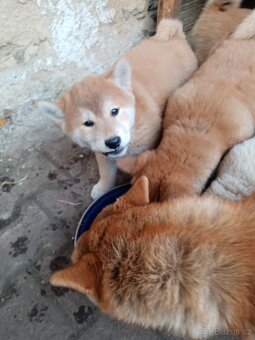 Shiba inu - 2