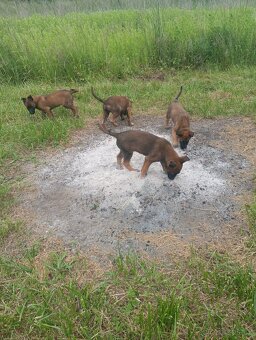 BELGICKÝ OVČÁK- MALINOIS - 2