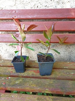 Blýskalka - Photinia fraseri - Red Robin - 2