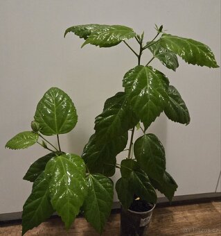 Ibišek červený plnokvětý, výška 56 cm - 2