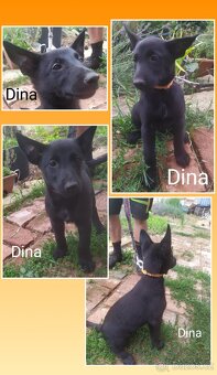 Belgický ovčák malinois - 2