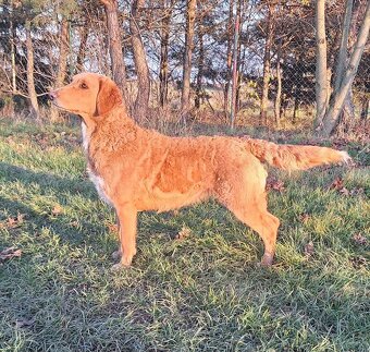 Labradoodle - 2