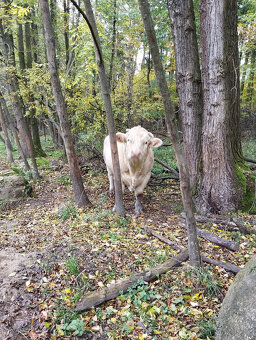 charolais - 2