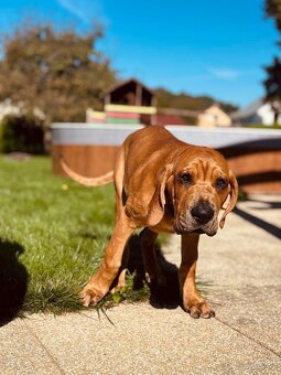 Tosa Inu - štěňátka - 2