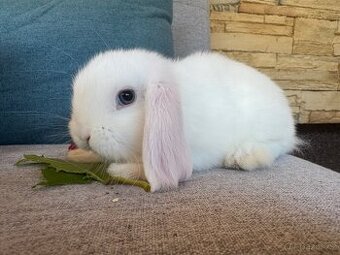 Zakrslý králíček beránek 4 - 2