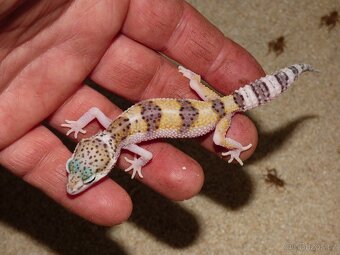 Gekončík noční (Eublepharis macularius) - 2