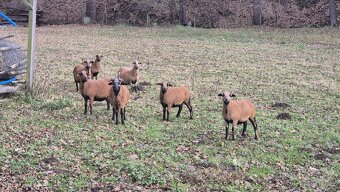 Kamerunské ovce - 2