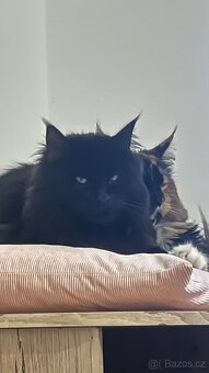 Mainská Mývalí - kluk - 2