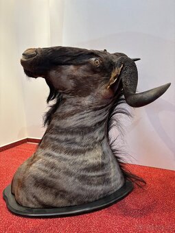 Lovecká trofej Pakoně Žíhaného - 2