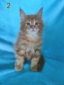 Mainská mývali bez PP - 2