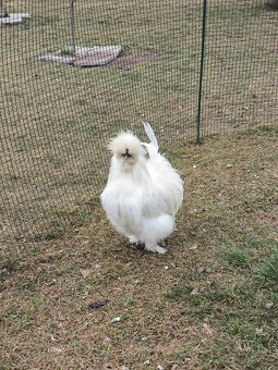 Kohout hedvábničky - 2