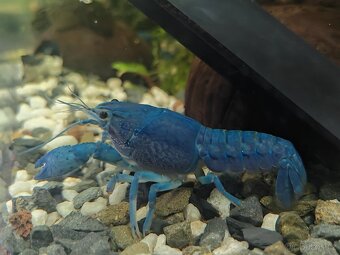 Rak floridský (modrý) - 2