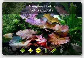 Akvarijní rostliny - 2