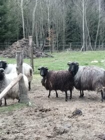 Ovce vřesová - 2