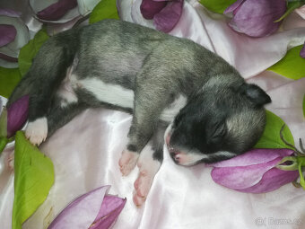 Whippet fenčka bez PP - rodiče fci PP. - 2