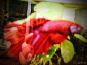 Betta Splendens velké ryby, poctivě krmené - 2