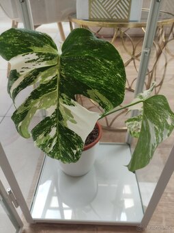 Monstera Deliciosa Albo variegata - 2