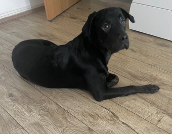 Labrador Štěně - 2