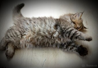 Kotě perské kočičky - 2