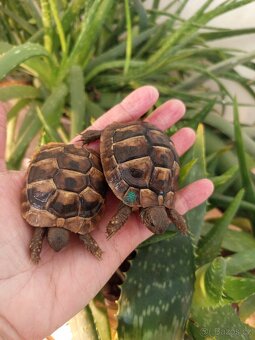 Želva zelenavá mláďata, kupní smlouva+Cites - 2