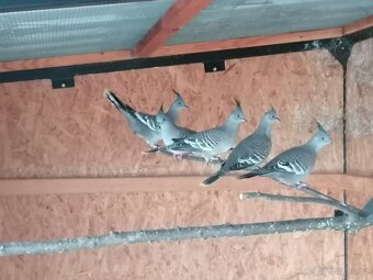 Holub chocholatý - 2