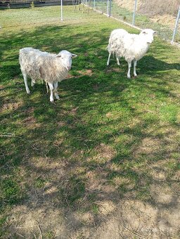 Prodám Ovečku a beránka - 2