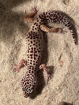 Gekončík noční - 2